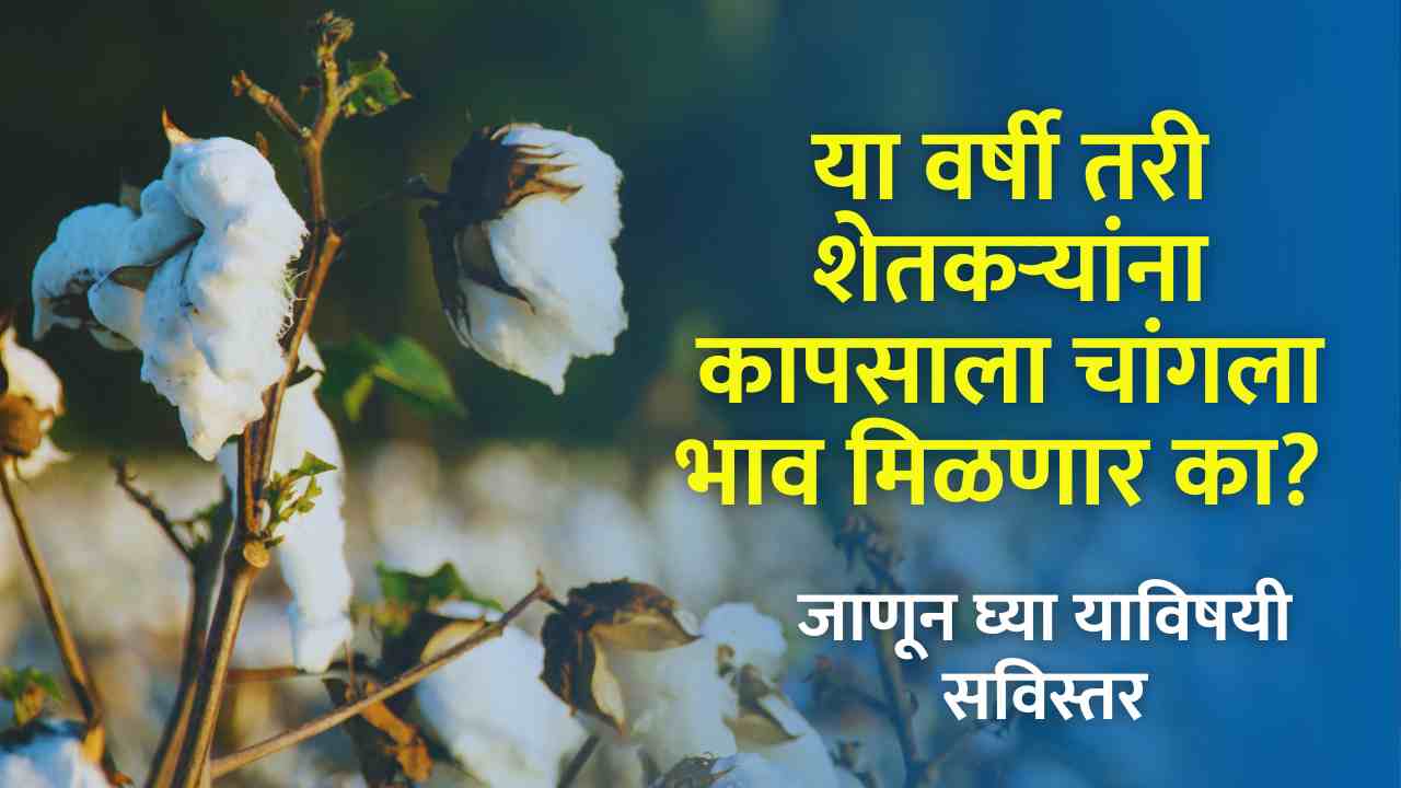Cotton Market