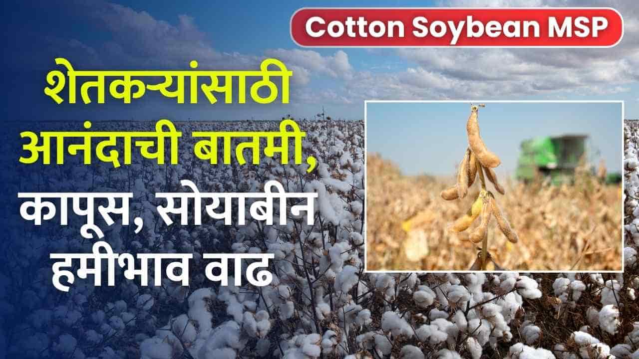 Cotton Soybean MSP Maharashtra