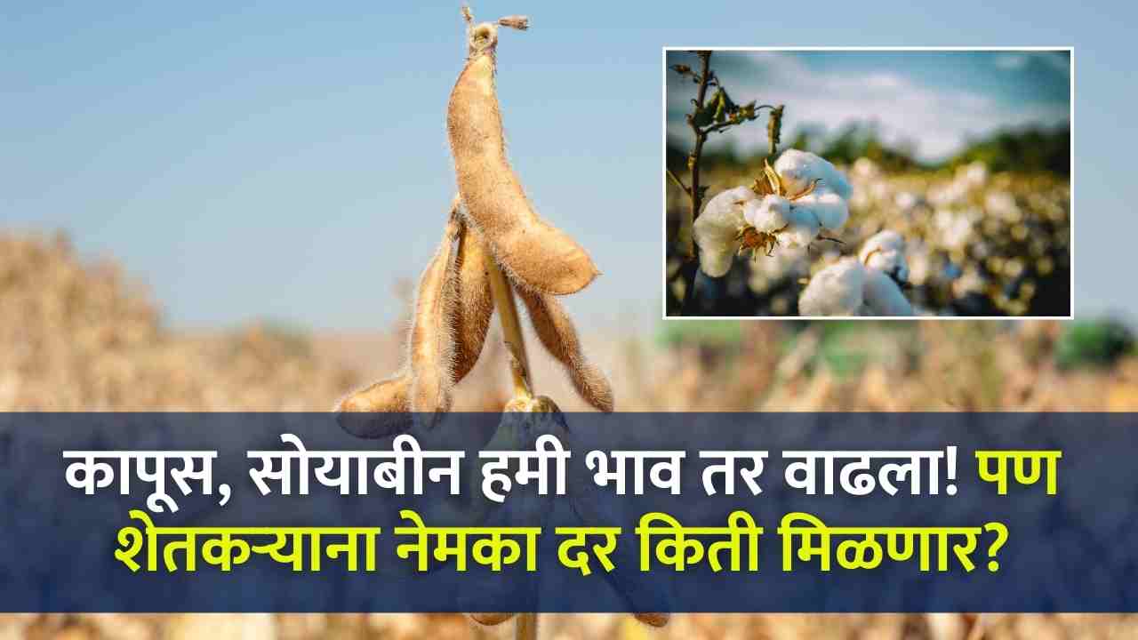 Cotton Soybean MSP