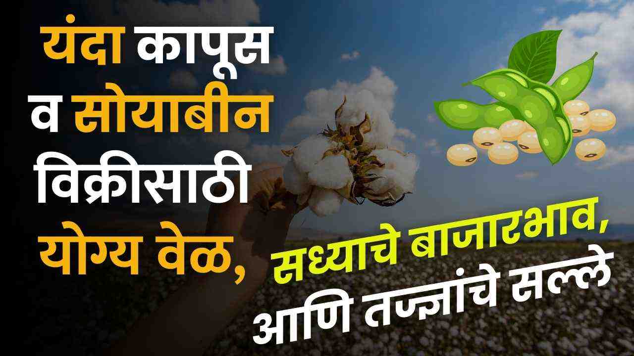 Cotton Soybean Market