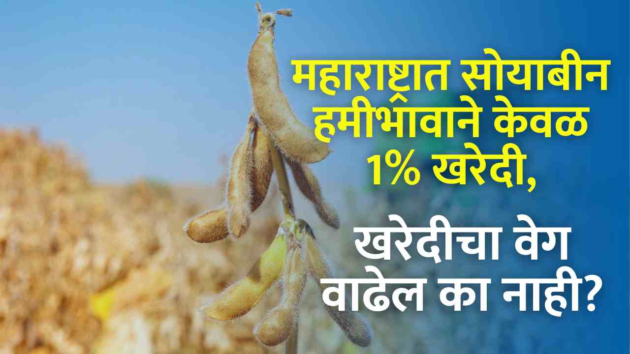 Soybean Hamibhav